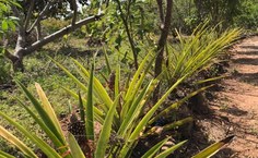 Estudo mapeia solo e traça plano de manejo para águas do Canal do Sertão