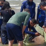 Ufal participa de resgate a peixe ameaçado de extinção no litoral de Sergipe