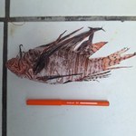 Pesquisadores da Ufal analisam peixe-leão capturado no litoral sul de Alagoas