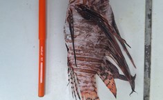 Pesquisadores da Ufal analisam peixe-leão capturado no litoral sul de Alagoas