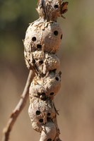 Galhas produzidas por insetos protegem suas larvas em incêndios florestais
