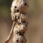 Galhas produzidas por insetos protegem suas larvas em incêndios florestais