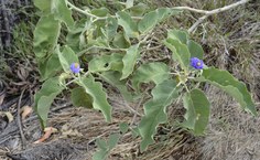Planta hospedeira, conhecida por lobeira. Foto: Jean Carlos Santos