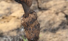 A situação da galha após incêndio. Foto: Jean Carlos Santos