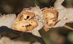 Galha cortada, ainda na planta, mostra a espessura das paredes da galha e a câmara onde o besouro se desenvolve. Foto Jean Carlos Santos