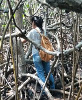 Pesquisa mostra impactos das unidades de conservação na proteção de manguezais