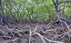 Os manguezais são ecossistemas costeiros fundamentais para a biodiversidade