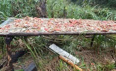 Empreendedorismo feminino transforma realidade de pescadoras e artesãs com sustentabilidade, arte e união no interior de Alagoas