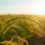 Ceca retoma participação da Ufal na Expoagro com ações de ensino, pesquisa e extensão