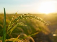 Ceca retoma participação da Ufal na Expoagro com ações de ensino, pesquisa e extensão