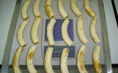 Início da secagem de bananas