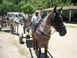 Professor de Medicina Veterinária coordena o projeto Carroceiro Legal