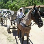 Professor de Medicina Veterinária coordena o projeto Carroceiro Legal