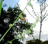 Espécime de Hyptis suaveolens (bamburral) sendo visitado por Apis mellifera