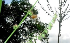 Espécime de Hyptis suaveolens (bamburral) sendo visitado por Apis mellifera