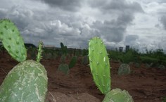 Unidade experimental de Zootecnia