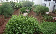 Campo de pesquisa com ervas