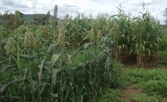 Área experimental do Campus aproxima academia da realidade local