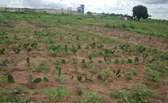 Área experimental do Campus Arapiraca