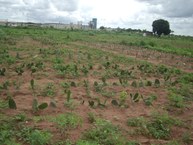 Área experimental do Campus Arapiraca