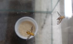 Anastrepha fraterculus, espécie de mosca que ataca frutas como a goiaba e a maçã