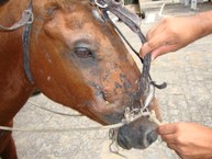 Animais são cadastrados e avaliados