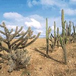 Arapiraca sedia simpósio sobre sustentabilidade de biomas