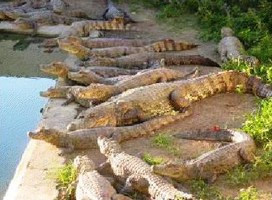 Estudantes da Unidade de Penedo visitam criação de jacaré do papo-amarelo