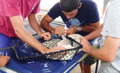 Futuros enegenheiros de pesca durante procedimento de hipofisação dos peixes reprodutores