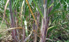 Variedades produzidas com melhoramento genético