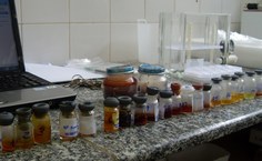 Amostras pesquisadas de propólis vermelha e açafrão da terra