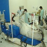 Unidade de Viçosa realiza minicursos de Medicina Veterinária