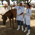 O Projeto Carroceiro Vet Legal conta com mais de 20 alunos do curso de Medicina Veterinária