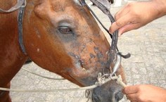 Animais são cadastrados e avaliados: maior problema detectado é a anemia infecciosa equina