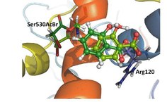 Posicionamento do ácido salicílico em uma enzima que pode causar a inativação da ciclooxigenase-1