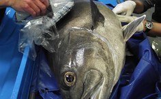 Pesquisadores conseguiram, pela primeira vez, a reprodução do peixe cherne sem indução hormonal