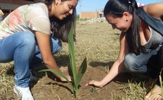 Estudantes plantam mudas de árvores nativas para pesquisar propriedades medicinais