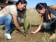 Estudantes plantam mudas de árvores nativas para pesquisar propriedades medicinais