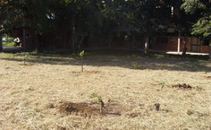 Jardim da Esenfar com as novas mudas fornecedidas pelo Arboretum