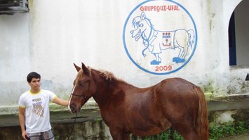 Projeto Carroceiro Vet Legal investe em melhoria genética de cavalos