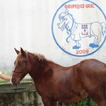 Projeto Carroceiro Vet Legal investe em melhoria genética de cavalos