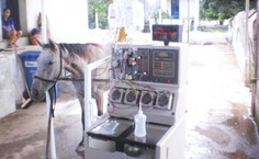 Projeto Palsmaférese em Equinos é inédito no Brasil tem parceria com Fresenius-Kabi, Haras Rancho Santánna e profissionais do Hemocentro da Unicamp