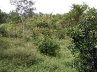 Produção de laranja no Assentamento Zumbi dos Palmares. Foto: mmcbrasil.com.br