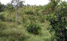 Produção de laranja no Assentamento Zumbi dos Palmares. Foto: mmcbrasil.com.br