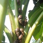 Caramujos africanos podem ser utilizados na produção do Etanol
