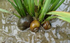 Caramujos africanos estão associados à um tipo de meningite