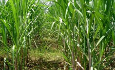 Os caramujos podem virar etanol de segunda geração