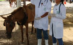 Ações do grupo de extensão Carroceiro Vet Legal, de Medicina Veterinária, tem beneficiado vários municípios