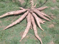 Cultura da mandioca é alvo de pesquisas em ciências agrárias