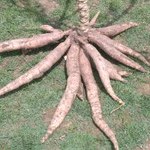 Cultura da mandioca é alvo de pesquisas em ciências agrárias